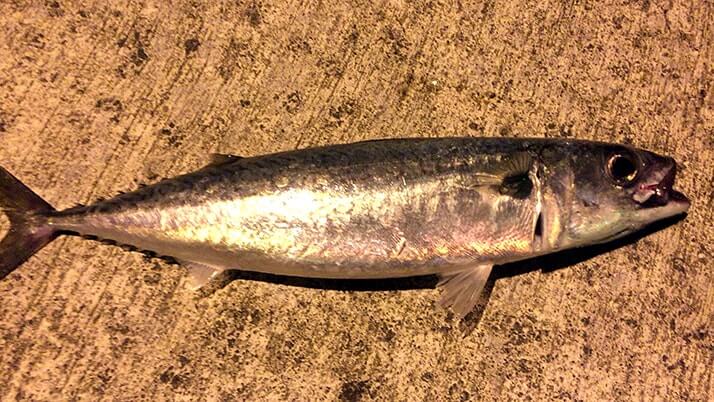 ナンヨウカイワリに赤ブダイ!夜はサバが好釣だぃ|神津島釣りキャンプ ナンヨウカイワリに赤ブダイ!夜はサバが好釣だぃ|神津島釣りキャンプ