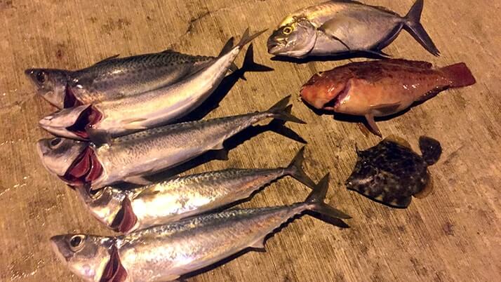 釣った魚を干物に!釣りキャンプで干物作りおすすめです 釣った魚を干物に!釣りキャンプで干物作りおすすめです