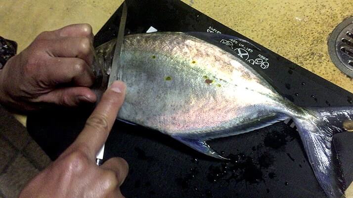 カイワリ姿造り・ブダイべっこう漬けにサバ塩焼き|神津島釣りキャンプ カイワリ姿造り・ブダイべっこう漬けにサバ塩焼き|神津島釣りキャンプ