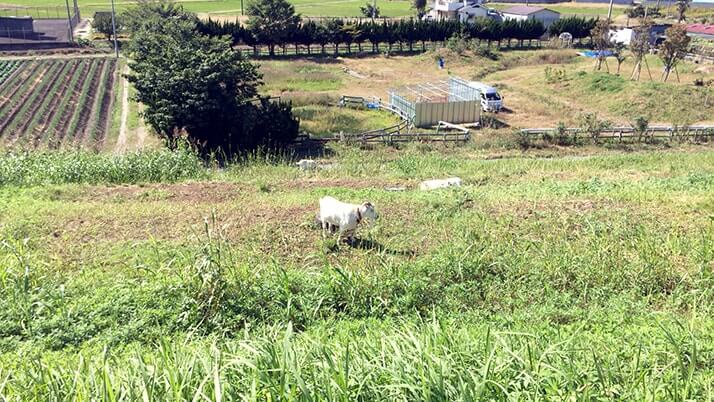 ママチャリ70km激走の旅！葛飾から自転車で荒川を辿り上流にどこまで行けるか（第1章）