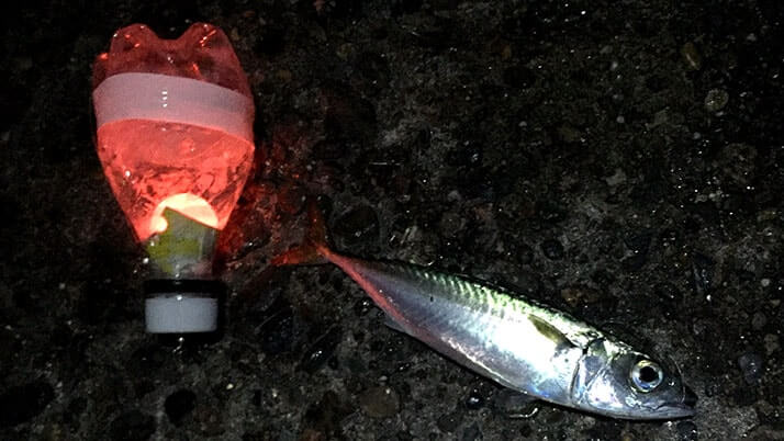 茨城県鹿嶋で堤防夜釣り!秋の釣果はアイナメに小サバ・アジなど 茨城県鹿嶋で堤防夜釣り!秋の釣果はアイナメに小サバ・アジなど