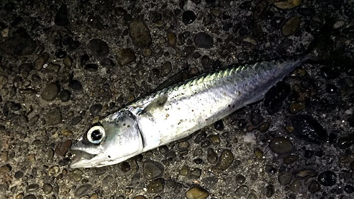 茨城県鹿嶋で堤防夜釣り!秋の釣果はアイナメに小サバ・アジなど 茨城県鹿嶋で堤防夜釣り!秋の釣果はアイナメに小サバ・アジなど