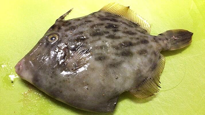釣ったアイナメとカワハギを鍋に!寒い時期にはオススメの鍋|絶品釣りメシ 釣ったアイナメとカワハギを鍋に!寒い時期にはオススメの鍋|絶品釣りメシ