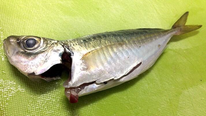 釣ったアジとウルメイワシをフライに!釣った魚で絶品釣りメシ! 釣ったアジとウルメイワシをフライに!釣った魚で絶品釣りメシ!