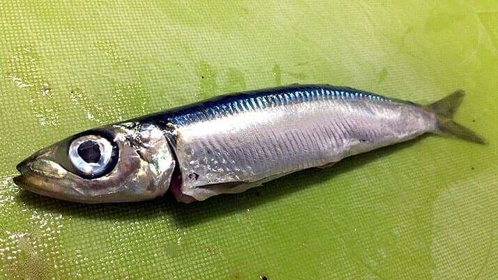 釣ったアジとウルメイワシをフライに!釣った魚で絶品釣りメシ! 釣ったアジとウルメイワシをフライに!釣った魚で絶品釣りメシ!