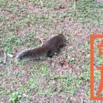 二二八和平公園｜地元民が憩う公園にはリスがたくさん！【台湾旅行】
