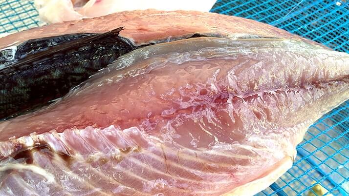 釣った魚を干物に!釣りキャンプで干物作りおすすめです 釣った魚を干物に!釣りキャンプで干物作りおすすめです