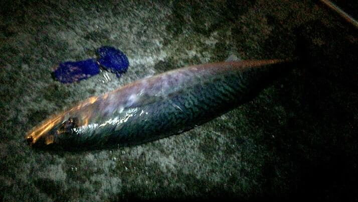 神津島港夜釣りでサバ入れ食い!夕食はサバ干物カレー!|神津島釣りキャンプ 神津島港夜釣りでサバ入れ食い!夕食はサバ干物カレー!|神津島釣りキャンプ