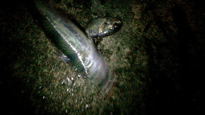 神津島港夜釣りでサバ入れ食い!夕食はサバ干物カレー!|神津島釣りキャンプ 神津島港夜釣りでサバ入れ食い!夕食はサバ干物カレー!|神津島釣りキャンプ