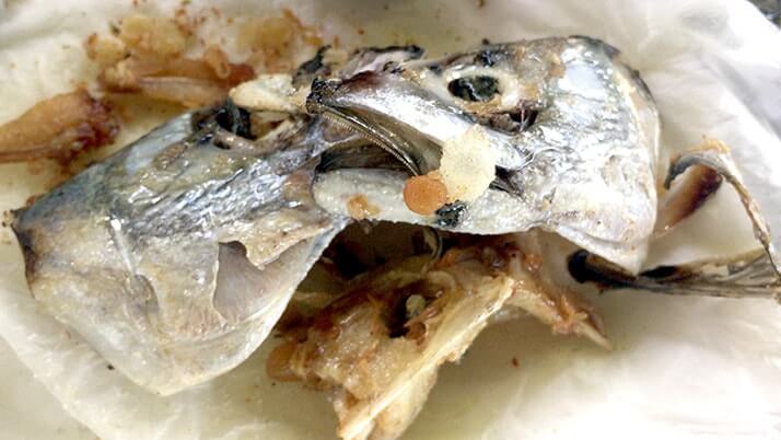 サバとカワハギの干物を天ぷらに!旨味が強くこれが美味|神津島釣りキャンプ サバとカワハギの干物を天ぷらに!旨味が強くこれが美味|神津島釣りキャンプ