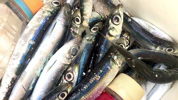 ウルメイワシがサビキで入れ食い!茨城県鹿嶋で堤防海釣り ウルメイワシがサビキで入れ食い!茨城県鹿嶋で堤防海釣り