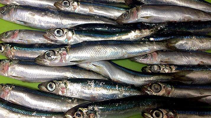 釣ったウルメイワシで手毬寿司に巻き寿司!刺身に天ぷらもつけたフルコース! 釣ったウルメイワシで手毬寿司に巻き寿司!刺身に天ぷらもつけたフルコース!