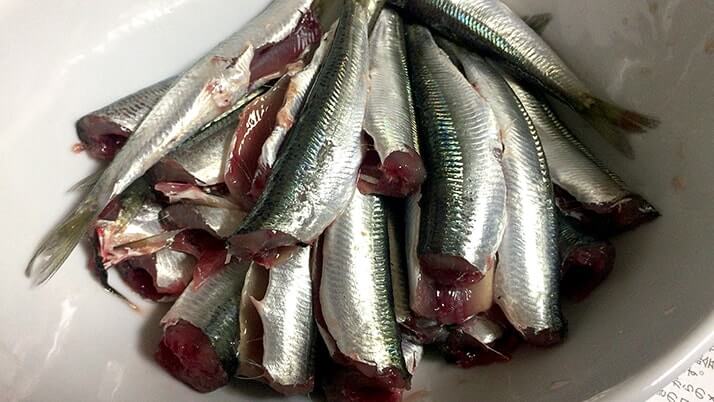 釣ったウルメイワシで手毬寿司に巻き寿司!刺身に天ぷらもつけたフルコース! 釣ったウルメイワシで手毬寿司に巻き寿司!刺身に天ぷらもつけたフルコース!