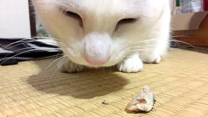 釣ったウルメイワシで手毬寿司に巻き寿司!刺身に天ぷらもつけたフルコース! 釣ったウルメイワシで手毬寿司に巻き寿司!刺身に天ぷらもつけたフルコース!