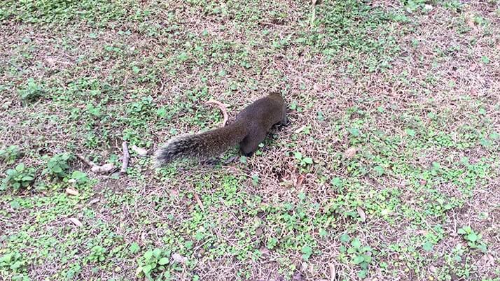 二二八和平公園｜地元民が憩う公園にはリスがたくさん！【台湾旅行】