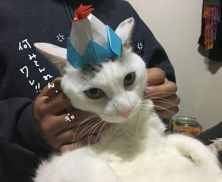 年が明けてヅラねこがヅラをかぶったら…。