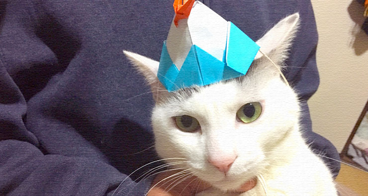 年が明けてヅラねこがヅラをかぶったら…。 年が明けてヅラねこがヅラをかぶったら…。