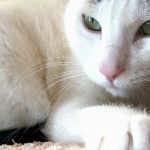 猫が膝の上で寝る理由って？嬉しさと重さの狭間で揺れる心