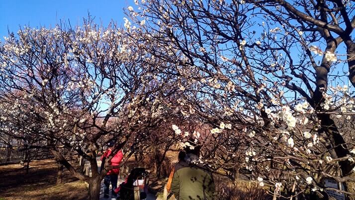 足立の都市農業公園｜古民家・熱帯温室もある家族連れにおすすめの公園