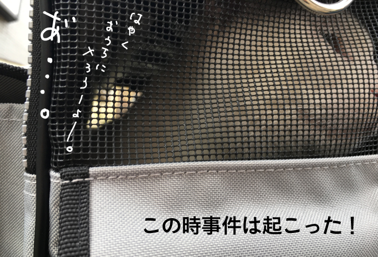 ヅラネコ健康診断帰り、事件勃発！！