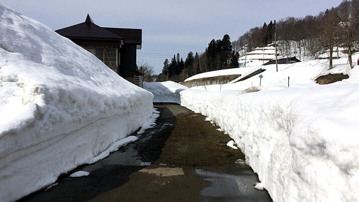 背の丈ほどの雪が残る津南町の信濃川沿いを散歩【新潟旅行】