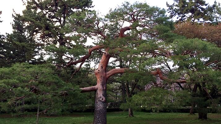 春の京都へ！関空から京都へ移動し京都御所をのんびり散歩