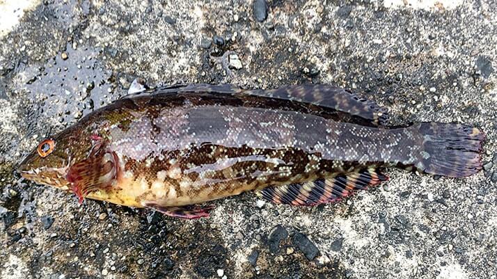 穴釣りポイント!千葉内房の堤防釣りでメバルにクジメちゃん 穴釣りポイント!千葉内房の堤防釣りでメバルにクジメちゃん