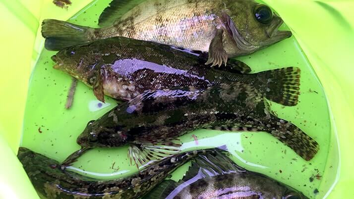 穴釣りポイント!千葉内房の堤防釣りでメバルにクジメちゃん 穴釣りポイント!千葉内房の堤防釣りでメバルにクジメちゃん