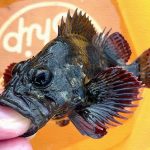 茨城県鹿嶋での堤防釣り!カサゴ・ギンポに小サバが釣れるも… 茨城県鹿嶋での堤防釣り!カサゴ・ギンポに小サバが釣れるも…