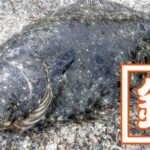 千葉外房鴨川で釣り！青年の家下の磯と江見漁港で小サバ入れ食い