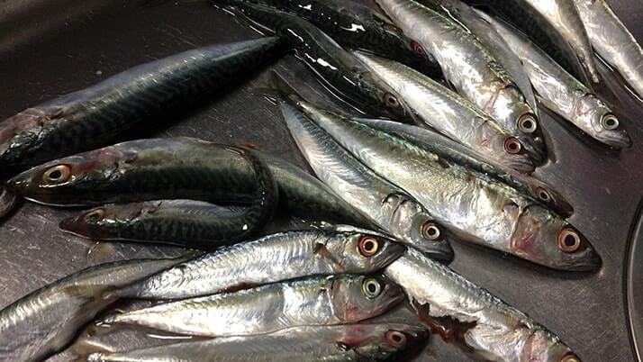 釣ったヒラメの薄造り・潮汁と小サバの天ぷら…〆はヒラメ茶漬け! 釣ったヒラメの薄造り・潮汁と小サバの天ぷら…〆はヒラメ茶漬け!