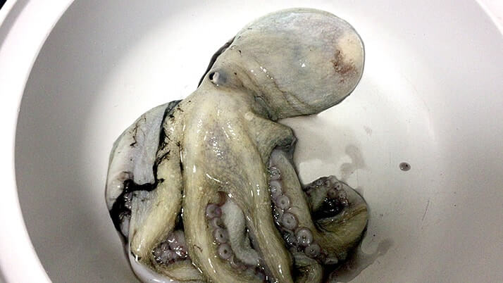 釣ったマダコをタコ飯と煮物に!千葉館山堤防で釣ったタコが旨い 釣ったマダコをタコ飯と煮物に!千葉館山堤防で釣ったタコが旨い