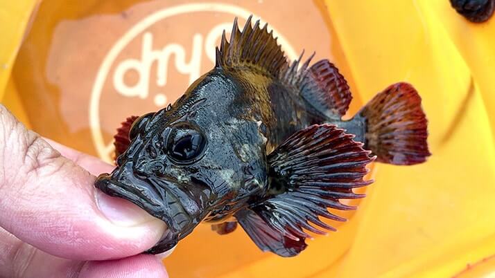 茨城県鹿嶋での堤防釣り!カサゴ・ギンポに小サバが釣れるも… 茨城県鹿嶋での堤防釣り!カサゴ・ギンポに小サバが釣れるも…