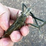 テナガエビやマハゼを釣る!柴又周辺江戸川でのお気楽釣り テナガエビやマハゼを釣る!柴又周辺江戸川でのお気楽釣り