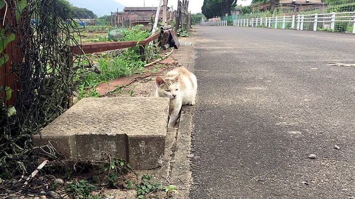 宝当神社にビーチに猫！佐賀の離島「高島」は素敵な島だった（佐賀旅行）