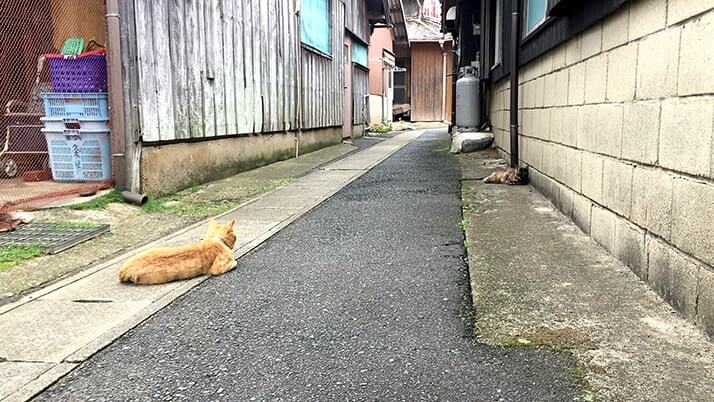 宝当神社にビーチに猫！佐賀の離島「高島」は素敵な島だった（佐賀旅行）