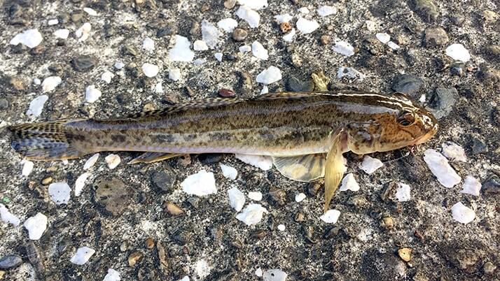 テナガエビやマハゼを釣る!柴又周辺江戸川でのお気楽釣り テナガエビやマハゼを釣る!柴又周辺江戸川でのお気楽釣り