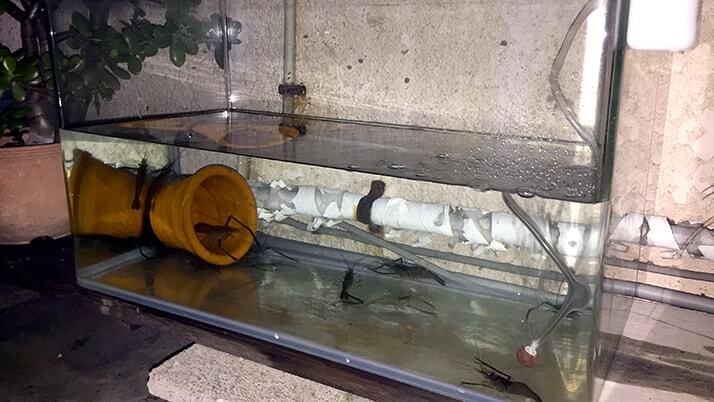 テナガエビやマハゼを釣る!柴又周辺江戸川でのお気楽釣り テナガエビやマハゼを釣る!柴又周辺江戸川でのお気楽釣り