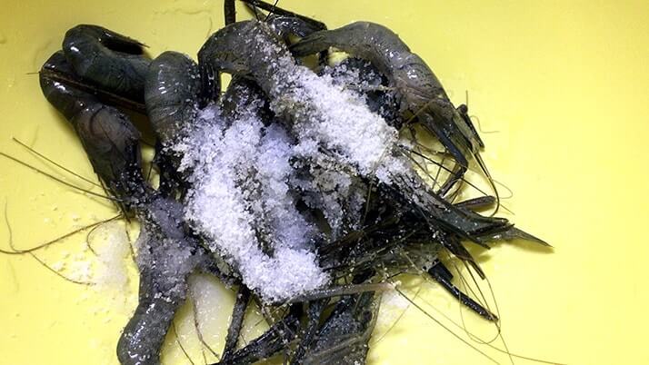 テナガエビ料理パート2!釣ったテナガエビでパエリア テナガエビ料理パート2!釣ったテナガエビでパエリア