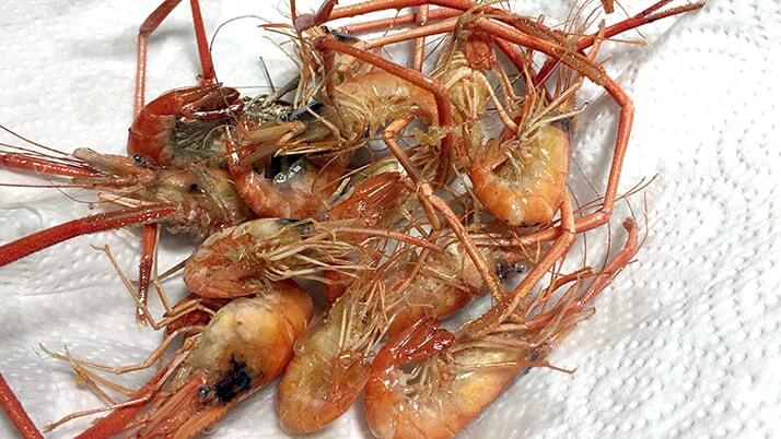 釣ったテナガエビでエビチリ!一度素揚げにすると殻付きでも旨い! 釣ったテナガエビでエビチリ!一度素揚げにすると殻付きでも旨い!