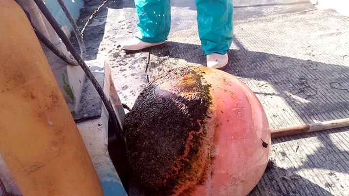 タコつぼ漁体験！広島三原の伝統蛸壺漁を間近で見る興奮