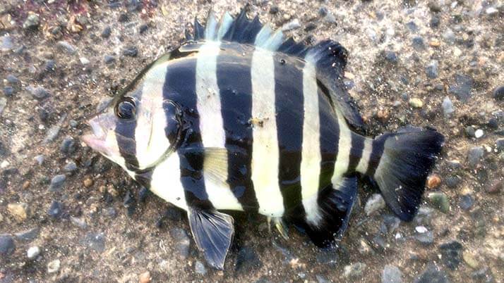 週末釣りで三浦半島の三戸浜堤防へ!釣果はアイゴ(もらいもの) 週末釣りで三浦半島の三戸浜堤防へ!釣果はアイゴ(もらいもの)