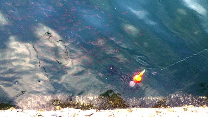 週末釣りで三浦半島の三戸浜堤防へ!釣果はアイゴ(もらいもの) 週末釣りで三浦半島の三戸浜堤防へ!釣果はアイゴ(もらいもの)