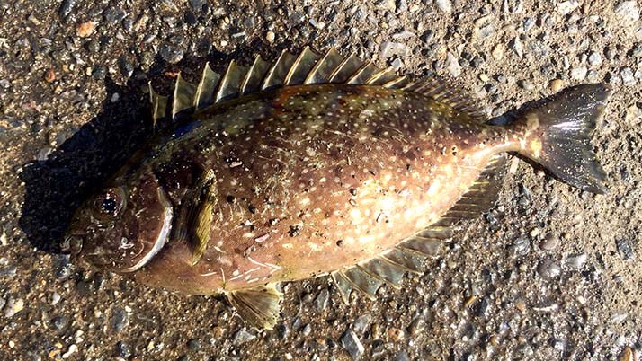 週末釣りで三浦半島の三戸浜堤防へ!釣果はアイゴ(もらいもの) 週末釣りで三浦半島の三戸浜堤防へ!釣果はアイゴ(もらいもの)