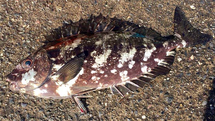 週末釣りで三浦半島の三戸浜堤防へ!釣果はアイゴ(もらいもの) 週末釣りで三浦半島の三戸浜堤防へ!釣果はアイゴ(もらいもの)