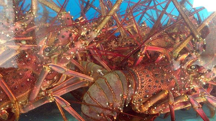 「グルメ館 豊魚」のまぐろ丼が絶品でほっぺた落ちそう（神奈川県三浦市）