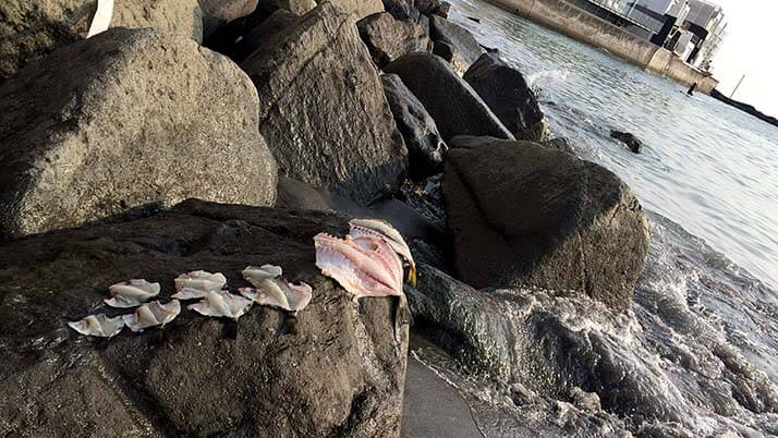 釣りでもらったアイゴと石鯛の干物!炭火で焼いて食せば旨い! 釣りでもらったアイゴと石鯛の干物!炭火で焼いて食せば旨い!