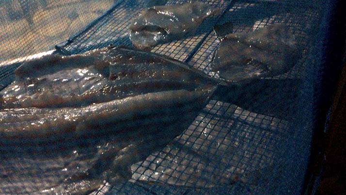 釣りでもらったアイゴと石鯛の干物!炭火で焼いて食せば旨い! 釣りでもらったアイゴと石鯛の干物!炭火で焼いて食せば旨い!