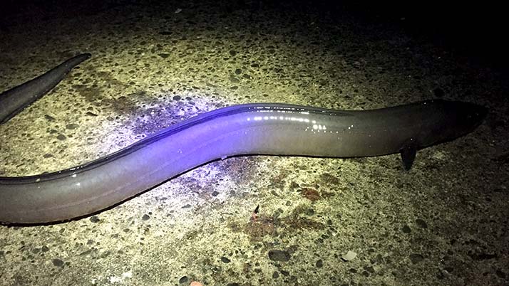65cmのアナゴ!千葉内房堤防夜釣りでデカアナゴGET!! 65cmのアナゴ!千葉内房堤防夜釣りでデカアナゴGET!!