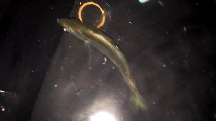 念願の初イカ!茨城鹿嶋の堤防夜釣りでケンサキイカが釣れたよ 念願の初イカ!茨城鹿嶋の堤防夜釣りでケンサキイカが釣れたよ
